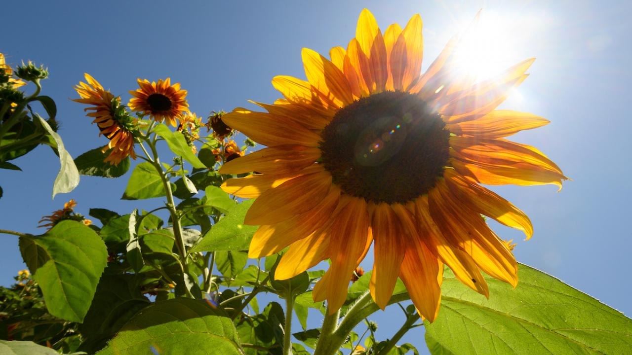 Sunflower