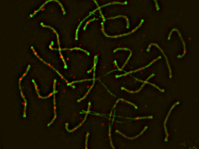 chromosomes