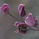 Streptanthus polygaloides, Ron Wolf/2013